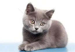 [Copy]猫