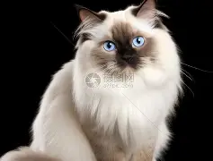 波斯猫