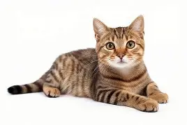 中华田园猫