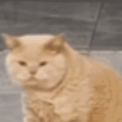 哭泣小猫