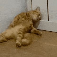 宠物猫